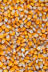 Corn seed background, top view. Dry corn seeds, background, texture, top view. Pile of corn seeds. Background from corn seeds, texture. Agriculture product.
