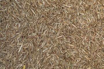 Lawn grass seed background, top view. Dry lawn grass seeds, background, texture, top view. Pile of lawn grass seeds. Background from lawn grass seeds, texture.