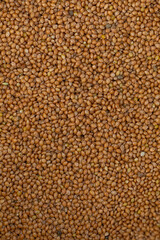 Buckwheat groats background. 