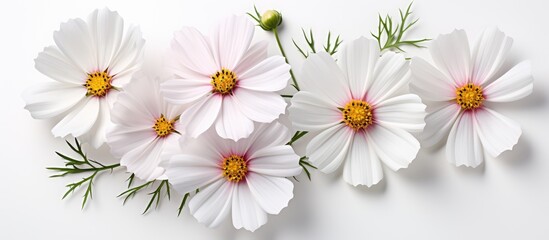 Isolated stunning white cosmos flower on white background Clipping path included