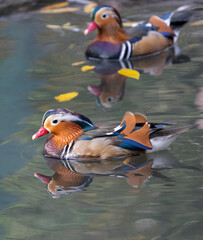 two bright mandarin ducks in water