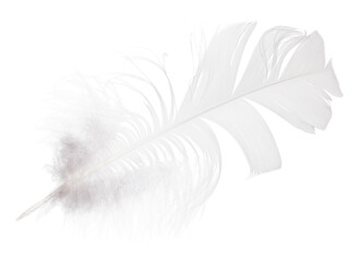 fluffy polar owl feather isolated on white