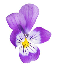 pansy flower lilac and white isolated bloom