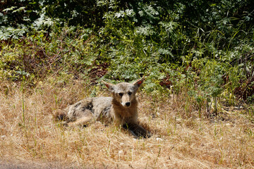 Coyote with a tag on its ear sits in the dry grass above the Golden Gate Bridge in San Francisco,...