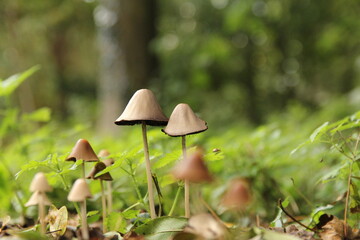 beautiful little mushrooms with a bright green background in a forest in autumn
