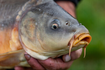 A man holding a big carp fish, his fishing catch, in his hand.