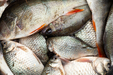 Fresh fish on the market.