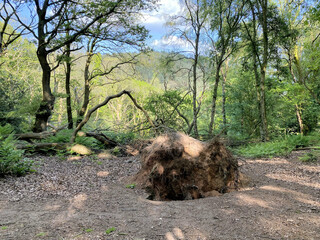 A view of the Cheshire Countryside at Peckforton