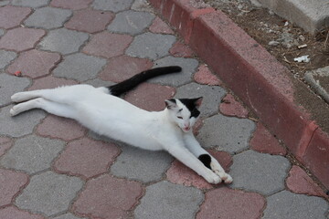 White cat stretched out and resting on the paving slabs