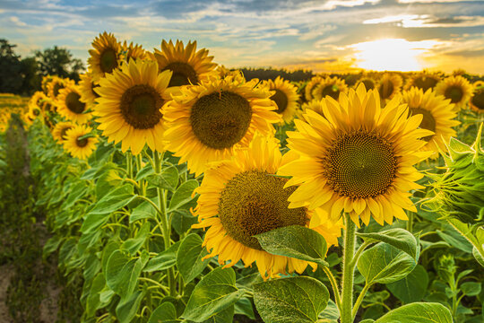 Sunflowers in a field. Detailed shot of a flower in the foreground. Landscape in summer with sunshine in the background. Crops with large yellow open flowers and green leaves and stems. © Marco