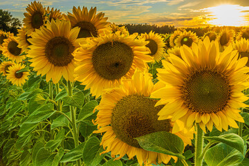 A field with lots of sunflowers. Detailed shot of a flower in the foreground. Landscape in summer with low sun in sunshine. Crops with large yellow open flowers and green leaves and stems