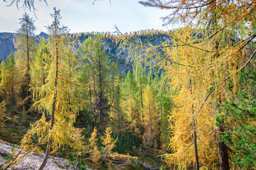 Forest with golden larch trees in the Italian Dolomites on a sunny day in autumn