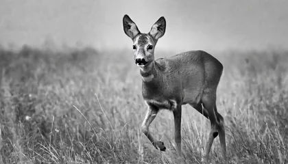 Raamstickers roe deer female walking in steppe closeup in black white © Mary