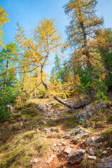 Idyllic image of a yellow larch tree leaning over a hiking trail in the Italian Dolomites