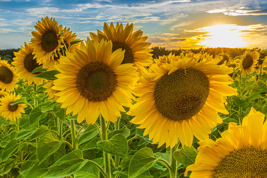 Landscape in summer. Sunflowers in a field. open flowers with yellow petals and green leaves on the stem of the crop. Low sun with clouds in the sky. Asterflower with seeds © Marco