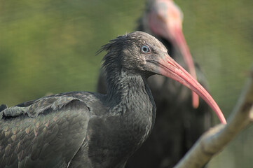 Northern bald ibis 