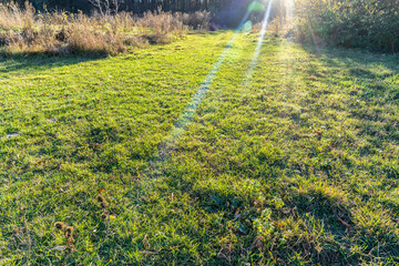 Sun rays, autumn forest, green grass.