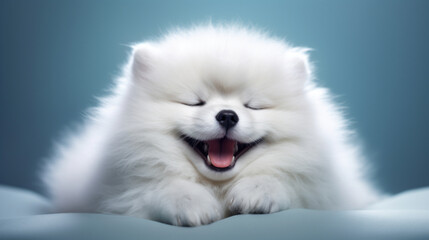 Cute smiling white dog on a blue background.