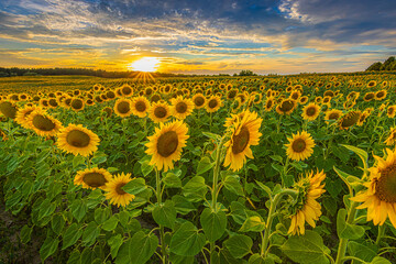 Landscape with sunflowers in summer evening. Field with rows of crops at flowering time in sunshine. Flowers with blossoms of many sunflowers. yellow petals of flower with green leaves and stems