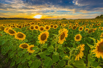 Obraz premium Landscape with sunflowers in summer evening. Field with rows of crops at flowering time in sunshine. Flowers with blossoms of many sunflowers. yellow petals of flower with green leaves and stems