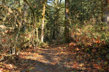 Fall leaves covering a hiking trail at Buntzen Lake in Anmore, British Columbia, Canada