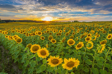 Obraz premium Sunset over a field full of sunflowers. Rows of crops in sunshine. Landscape in summer evening. Flowers with blossoms of many sunflowers. yellow petals of flower with green leaves and stems