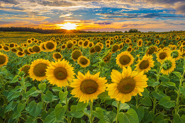 Sunset over a field with rows of many sunflowers. Crop in the evening in sunshine. Landscape in summer. Flowers with blossoms of many sunflowers. red yellow orange clouds in the sky