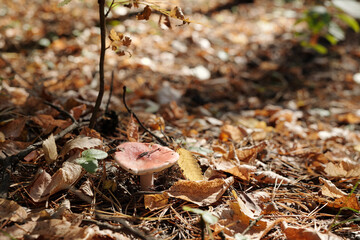 Lonely russula mushroom with red cap growing in the forest in fertile soil among dry leaves, pinetree needles and other vegetation - obrazy, fototapety, plakaty