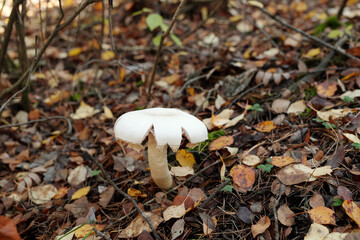 White medium sized champignon mushroom growing in fertile soil among dry leaves an other bio mass in the forest in autumn