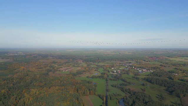 A fock of graceful geese flying, migrate during autumn, rare view from the air, drone.