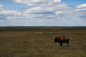 bison grazing in a field