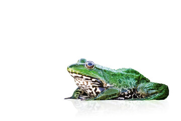 frog isolated on white background