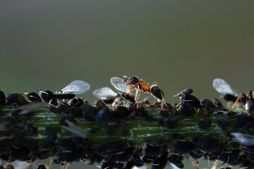 Ants Milking insects close up macro Slovenia