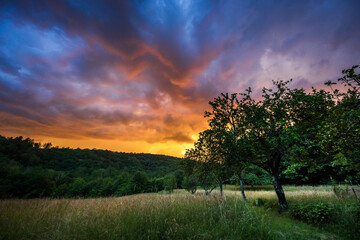 Fototapeta premium Colorful Sunset over farmland - Orchard and Grass meadow - Slovenia Copy Space background