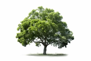 Fototapeta na wymiar PNG image of a green tree. Generative AI