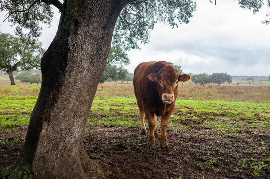 Livestock scene: Retinta bull under oak tree on a rainy and cloudy day, with field in the background.
