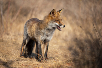 Red fox Vulpes vulpes. Wild fox. Close up. Beautiful background