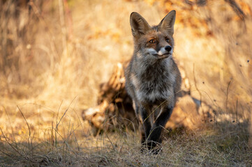 Red fox Vulpes vulpes. Portrait of a charming fox on a beautiful golden background. Close up