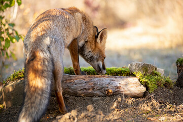 Portrait of adorable red fox close up in the wild. Red fox Vulpes vulpes.