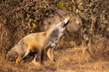 Red fox removes lard from a branch. Vulpes vulpes