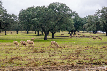 Serene atmosphere: Flock of Merino sheep grazing in the cloudy pasture.