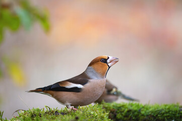 Hawfinch Coccothraustes coccothraustes. Bird beautiful background. Side view