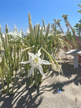 Pancratium maritimum, or sea daffodil, is a species of bulbous plant native to the Canary Islands and both sides of the Mediterranean region and Black Sea.