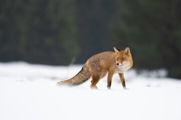 The red fox (Vulpes vulpes) in a winter snowy grassy meadow near forest. Red fix in winter condition. Wildlife scene from nature.