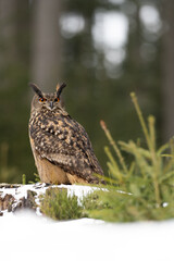 Winter in nature with an Eurasian eagle-owl (Bubo bubo), sits in a snowy spruce forest. Portrait of a owl in the nature habitat.