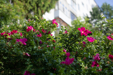 Fototapeta na wymiar Roses in park. Spray roses. Garden details.