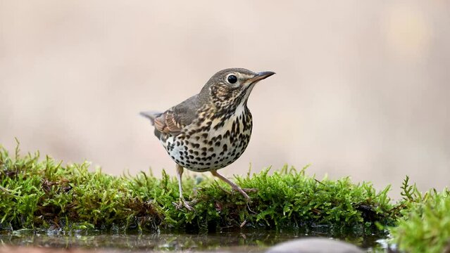 Song Trush Turdus philomelos on the forest puddle Slow motion. Close up.