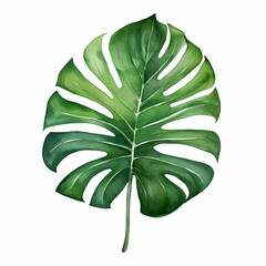 Green monstera plant leaf watercolor paint on white background for card decor