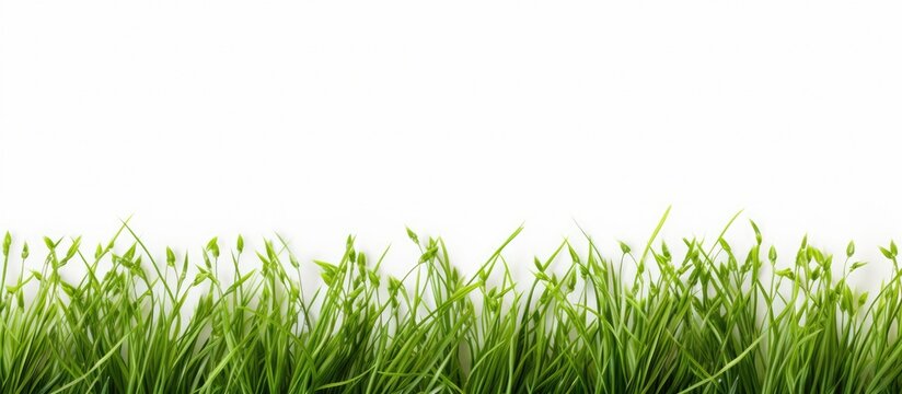 Tiny blades of grass make excellent wallpapers