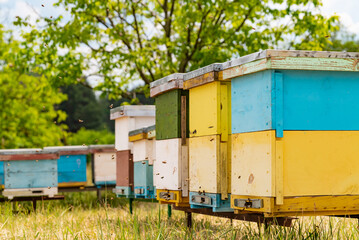 Beehives in the Serene Meadow. A bunch of beehives that are in the grass